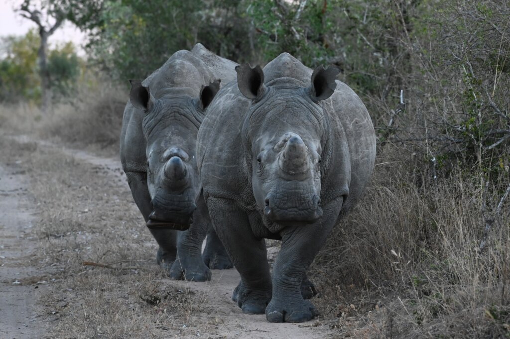 White rhino in Thornybush Game Reserve