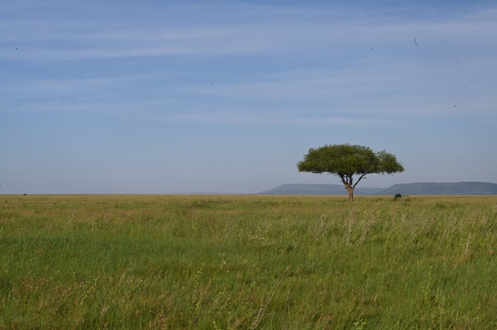 Lush green savannah of the Serengeti, Tanzania