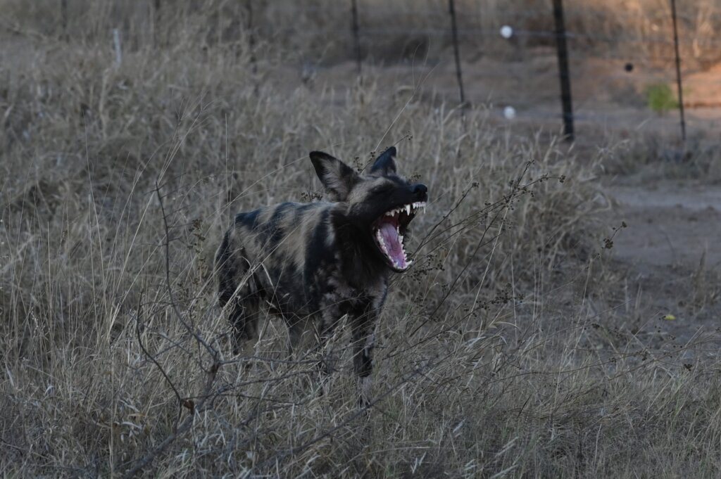 Wild dog yawning