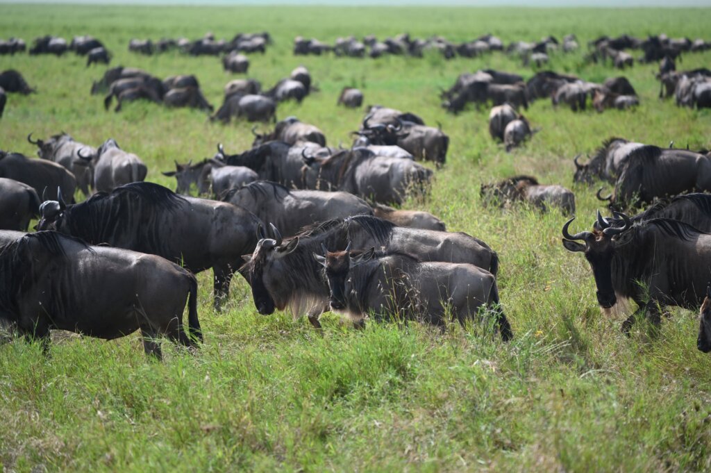 Wildebeest Migration in Tanzania