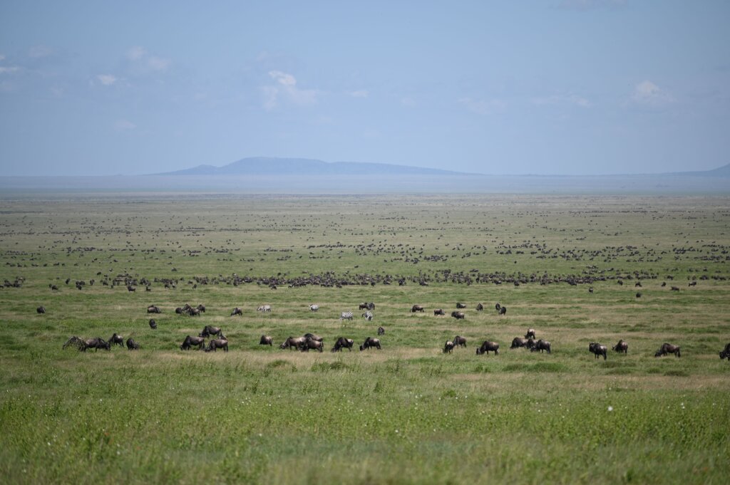 The Great Wildebeest Migration in Eastern Serengeti, Tanzania