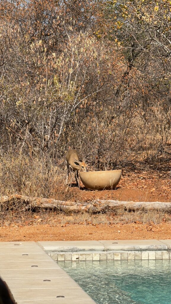 Duiker at Ubuntu Luxury Villa in Hoedspruit Wildlife Estate