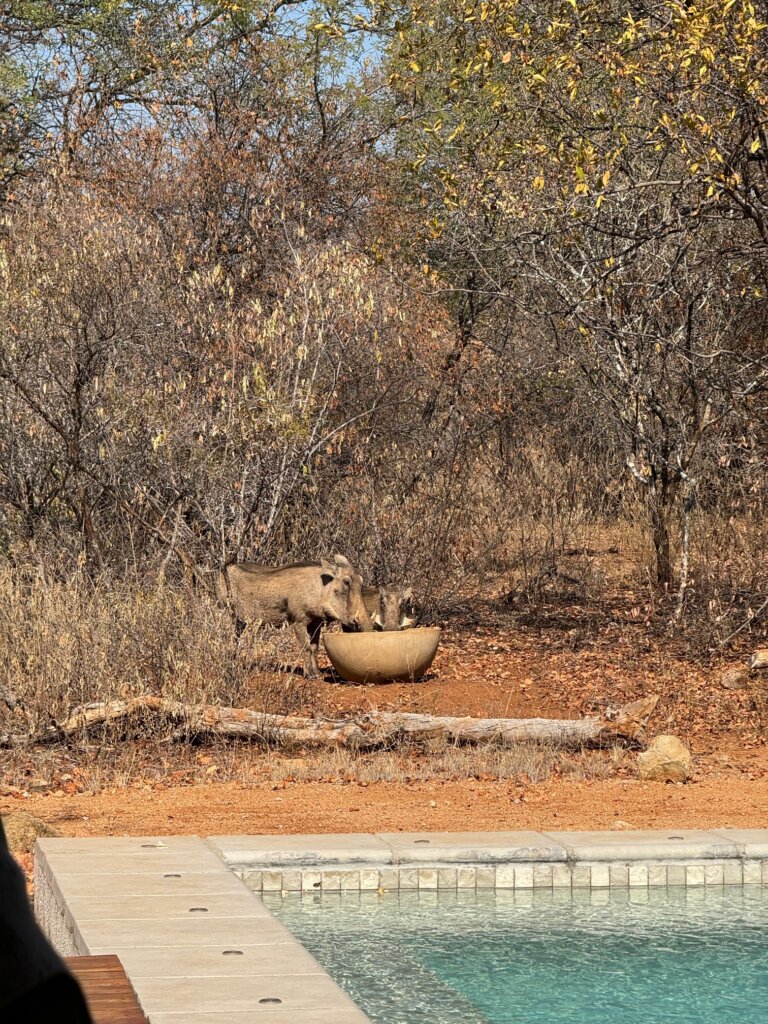 Warthogs at Ubuntu Luxury Villa in Hoedspruit Wildlife Estate