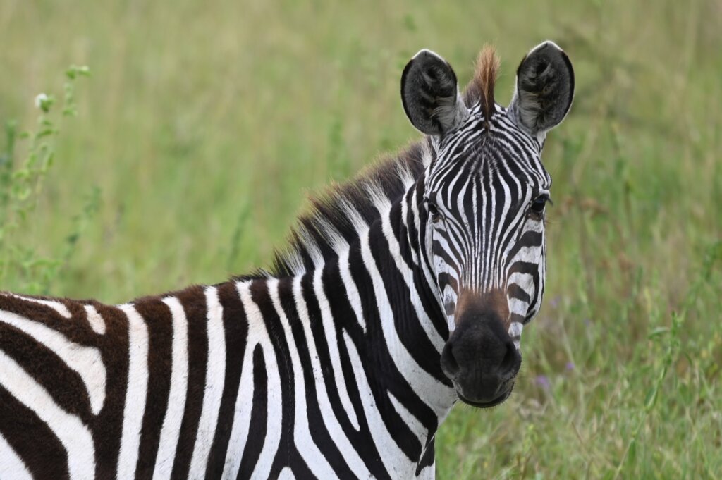 Zebra in the Serengeti during the wet season, Tanzania