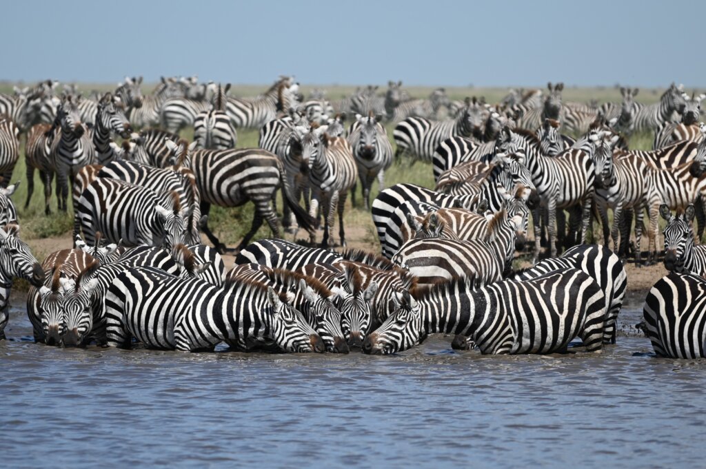 Zebra Migration - Serengeti, Tanzania