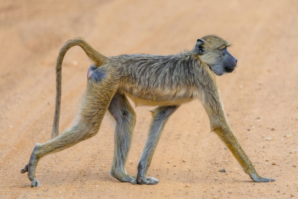 Baboon in Nyerere Game Reserve