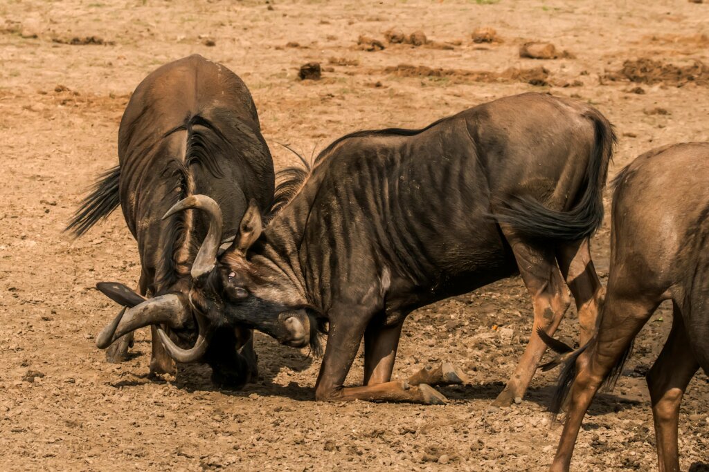 May is the best time to visit Tanzania if you want to experience the mating season