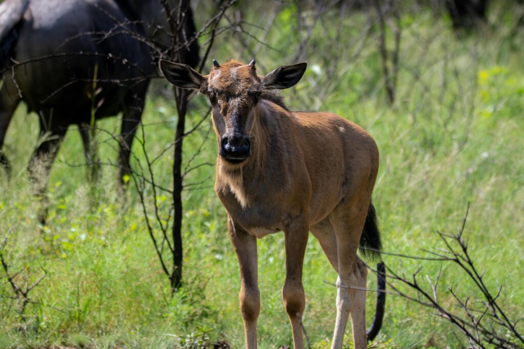 February is the best time to visit Tanzania if you want to see the calving season