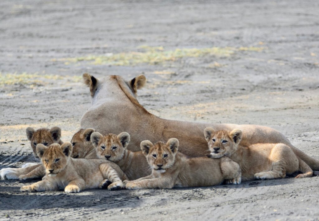 Lioness with cubs in Katavi National Park