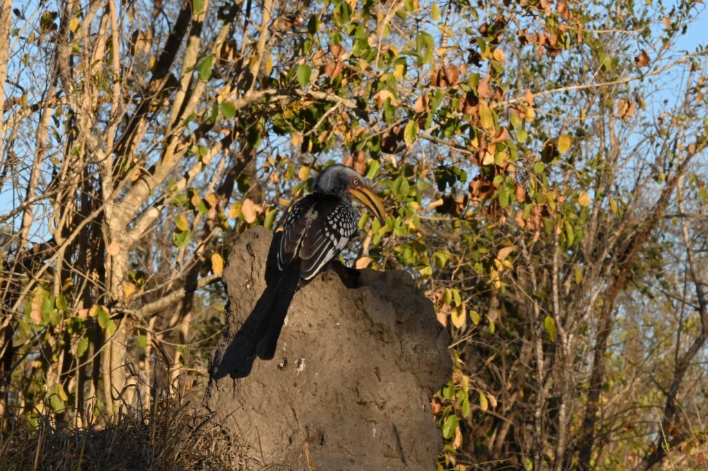 Self-drive safari South Africa - Kruger - Souther Yellow Billed Hornbill