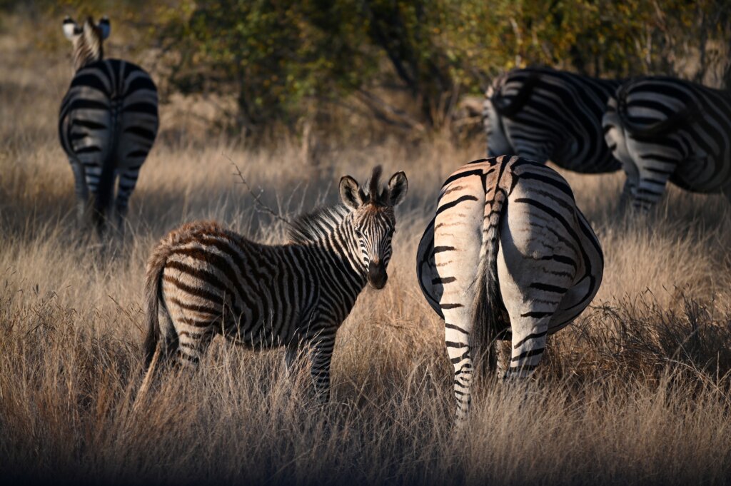 Zebras in Kruger National Park