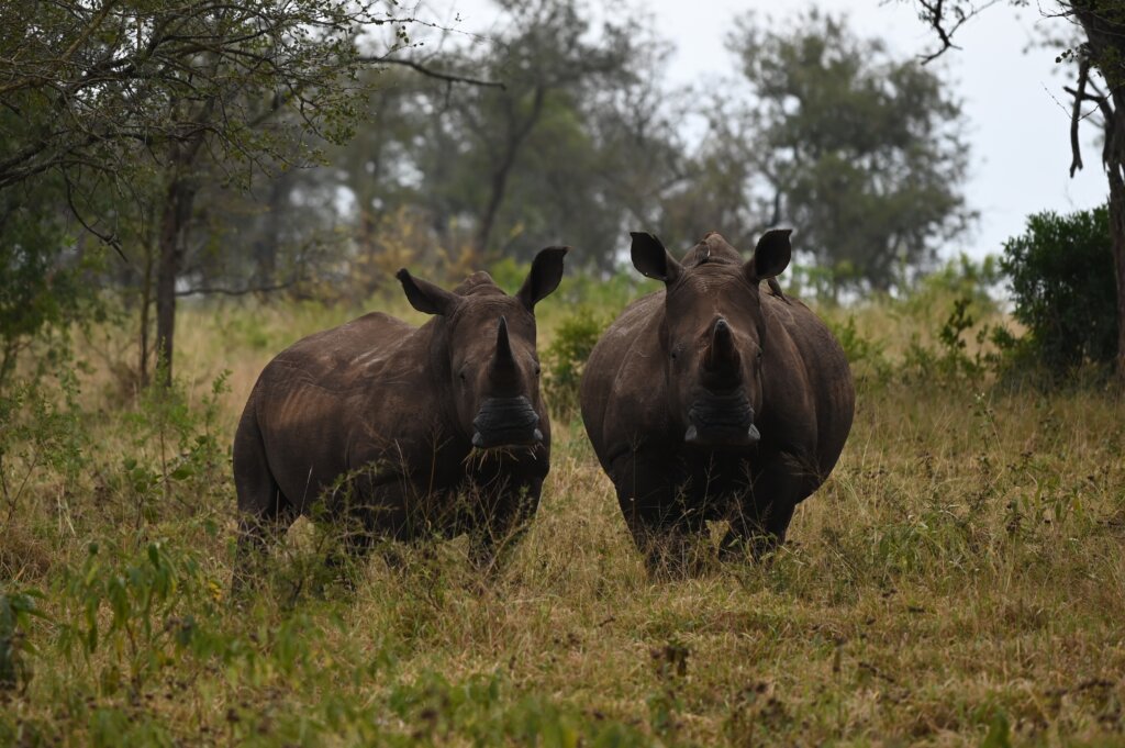 South Africa 14 Day Itinerary - Leopard Mountain