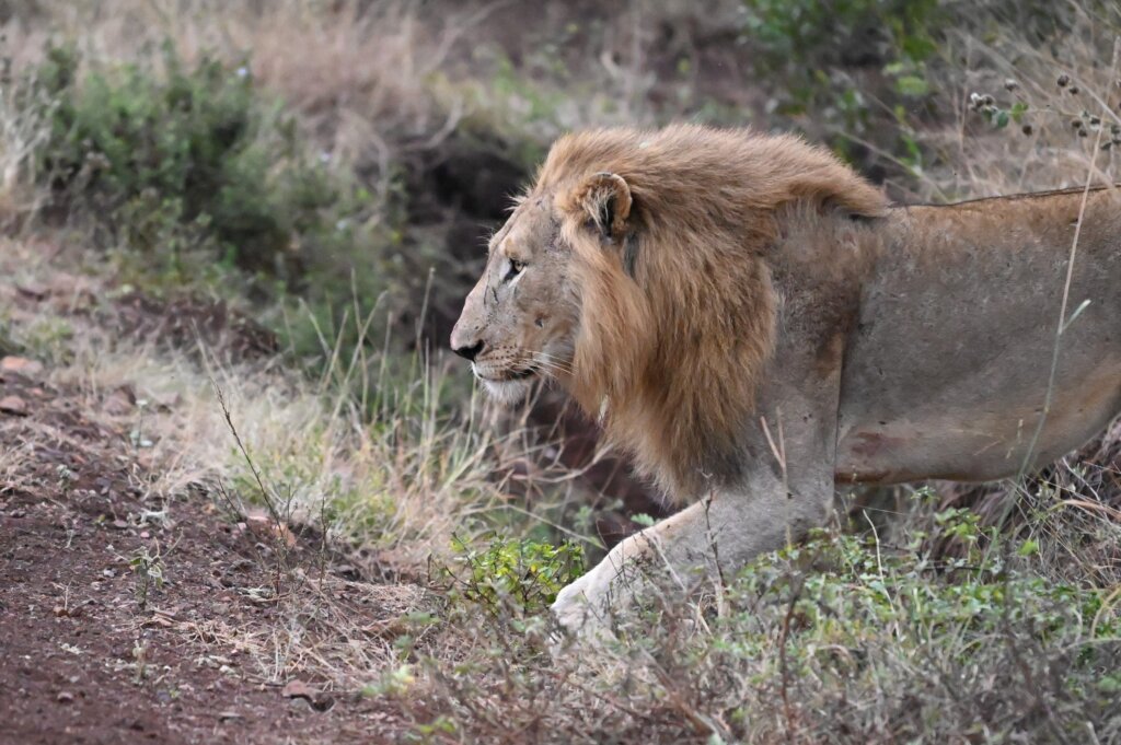 South Africa Safari - Male Lion 