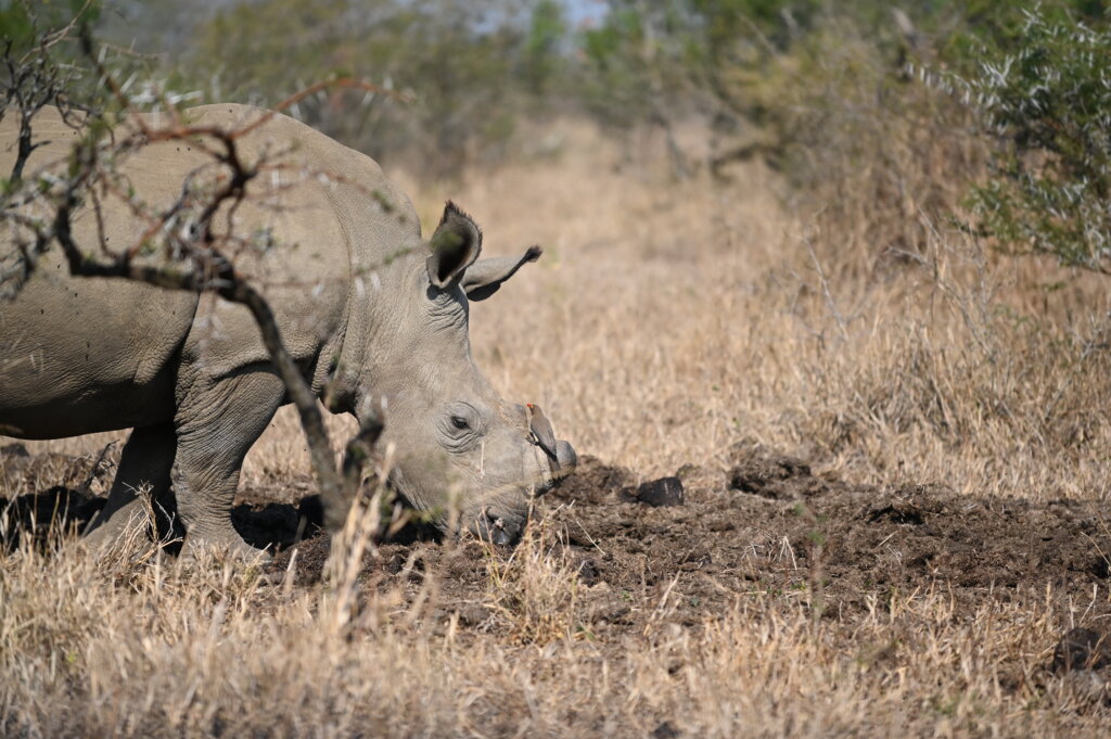 Self-drive Safari South Africa - De-horned rhino in Hluhluwe Imfolozi