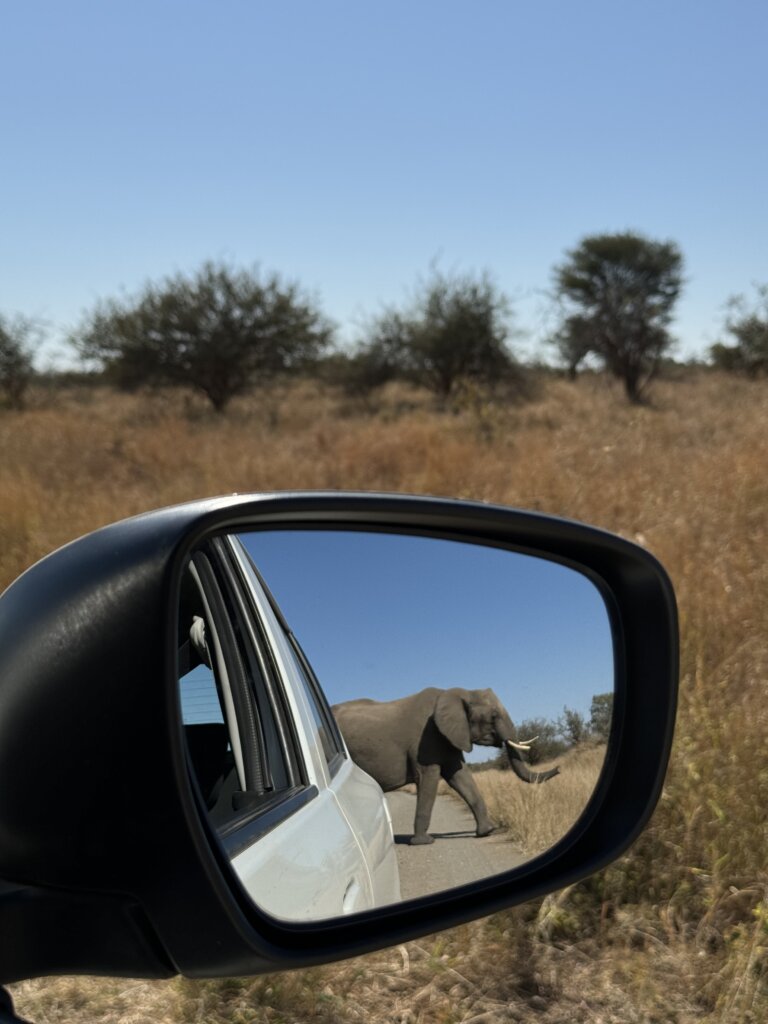 Self-drive safari in South Africa - elephant in wingmirror