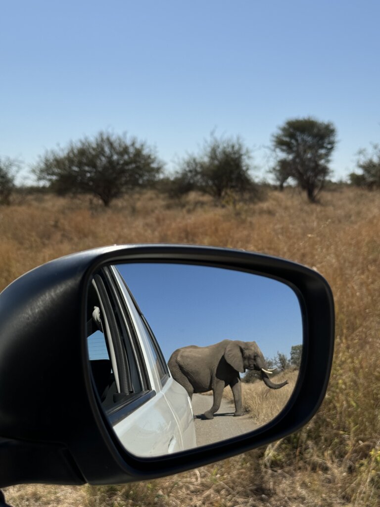 An elephant as see though the wing mirror