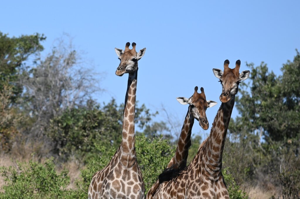 South Africa self drive safari - Kruger National Park - giraffe