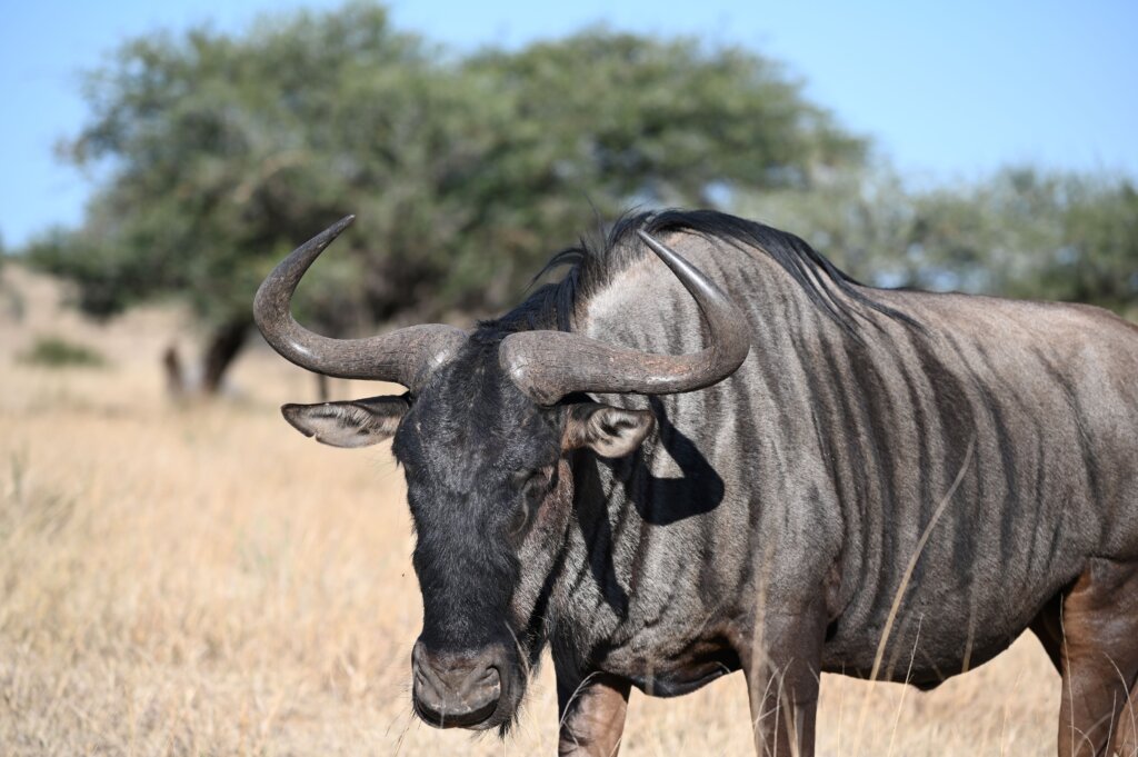 Seld drive safari South Africa - Kruger National Park - Wildebeest