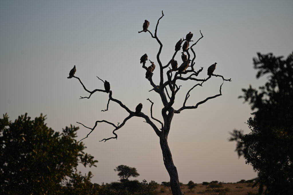 Self drive safari South Africa - Kruger National Park - vultures on a tree