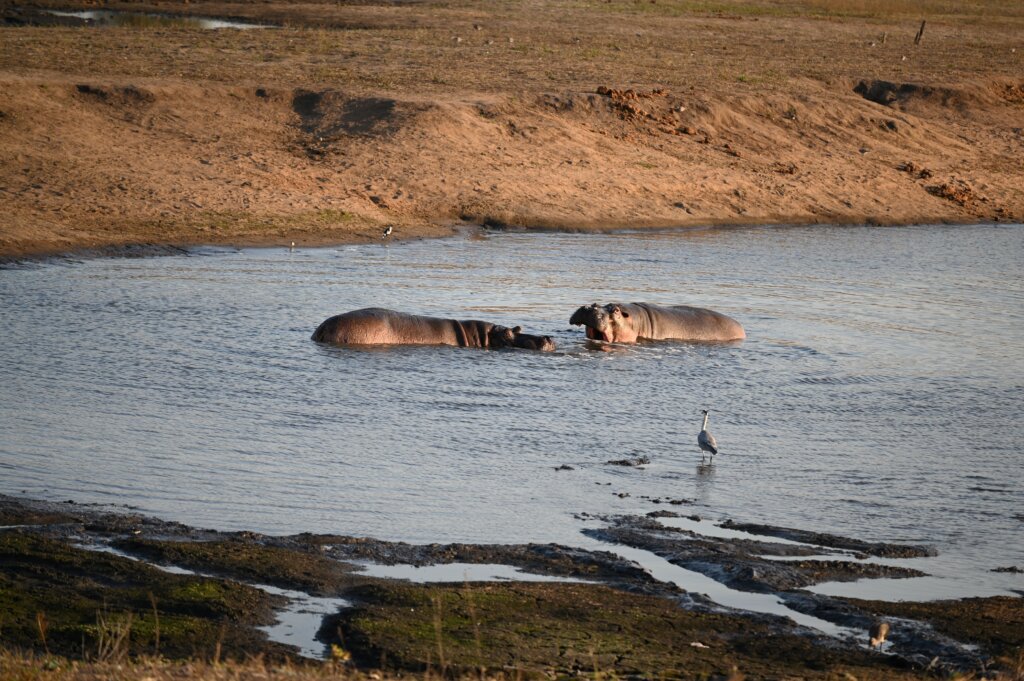 Kruger National Park - Hippo fight