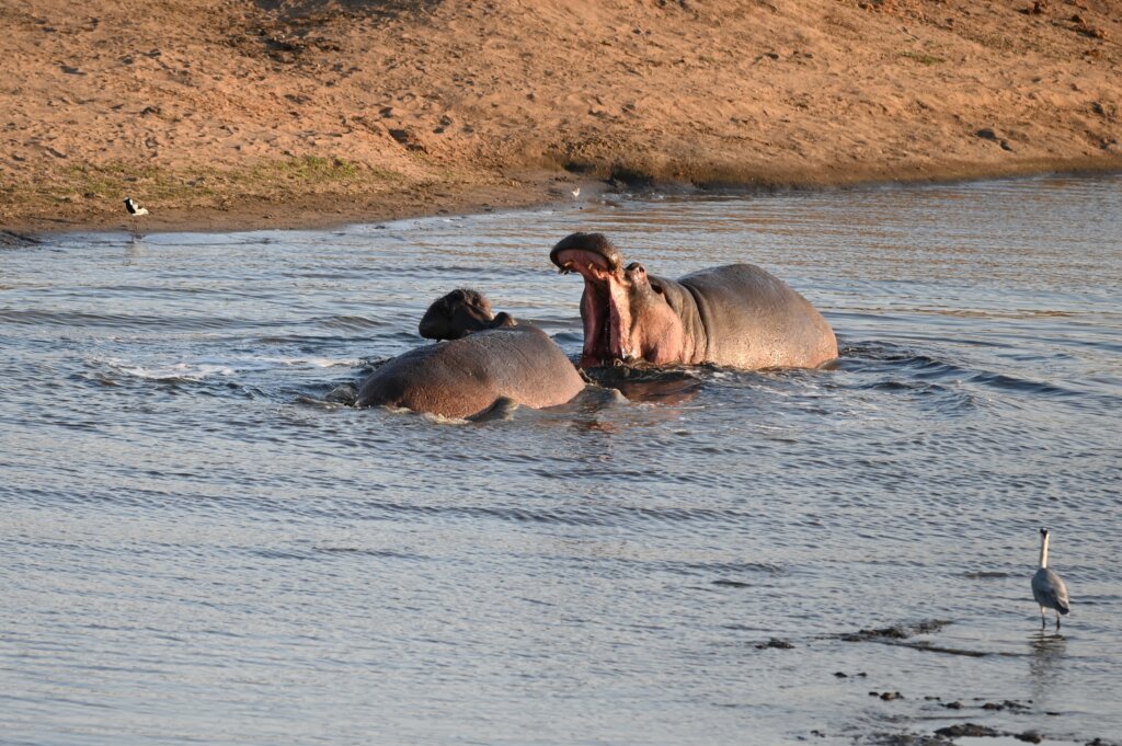 Kruger National Park - Hippo fight