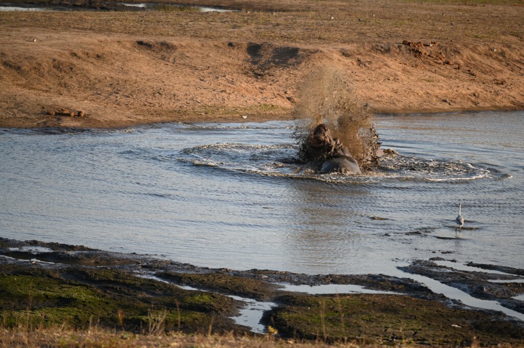 Hippos fighting in Kruger National Park