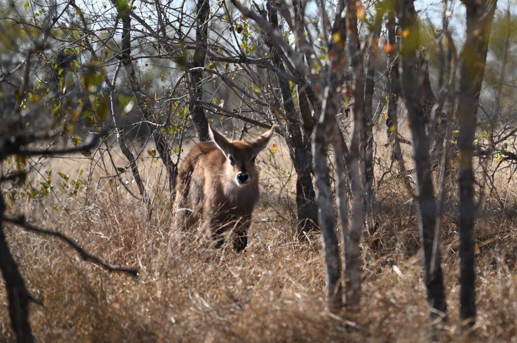 Self-drive safari in South Africa - Kruger National Park - Baby Waterbuck