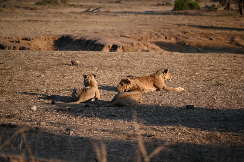 Self-drive safari in South Africa - Kruger - Lions