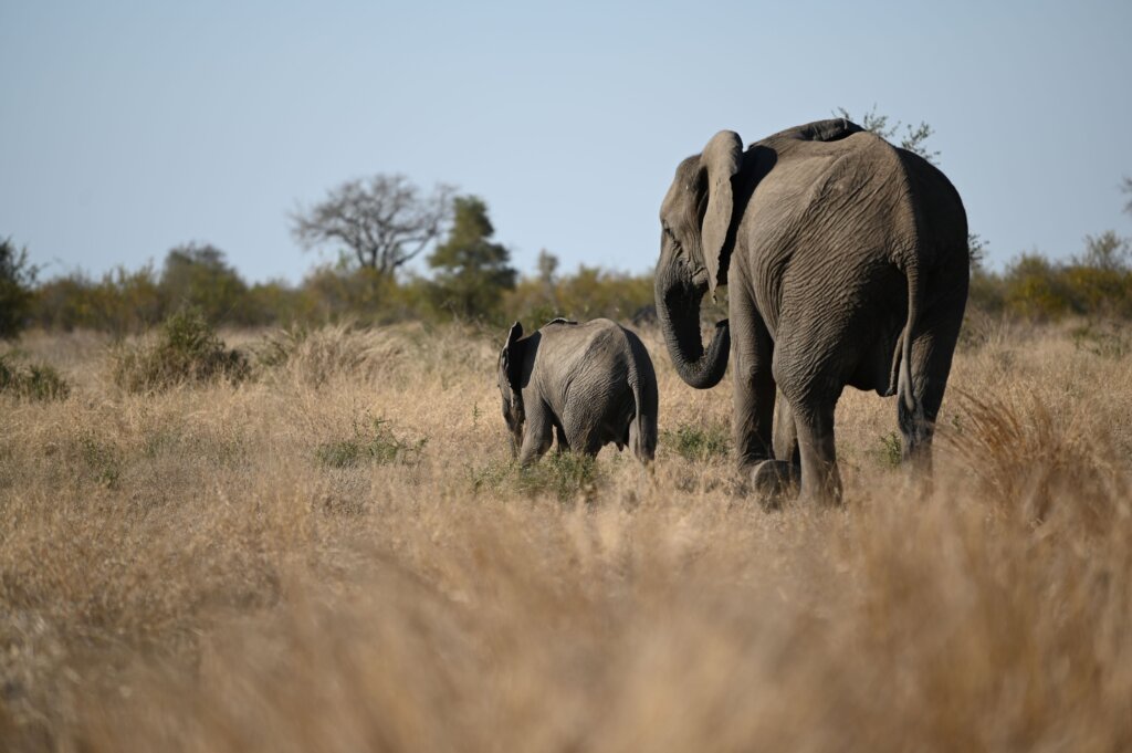 Self-drive safari South Africa - Kruger National Park - Mum and baby elephant