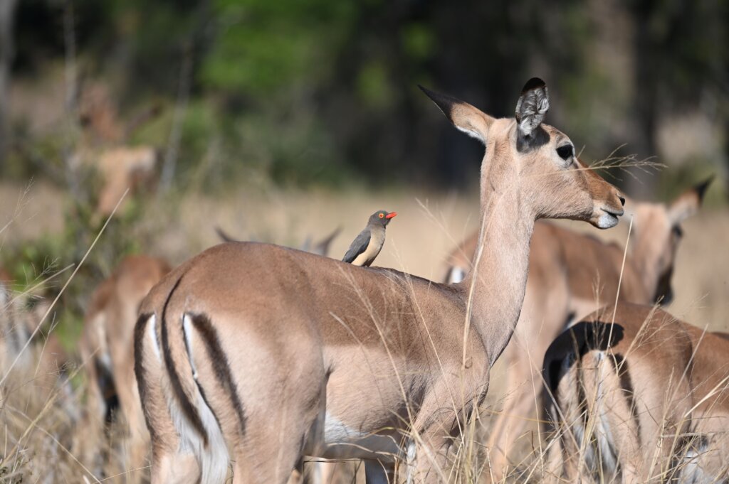 Impala - Kruger National Park - Self drive safari