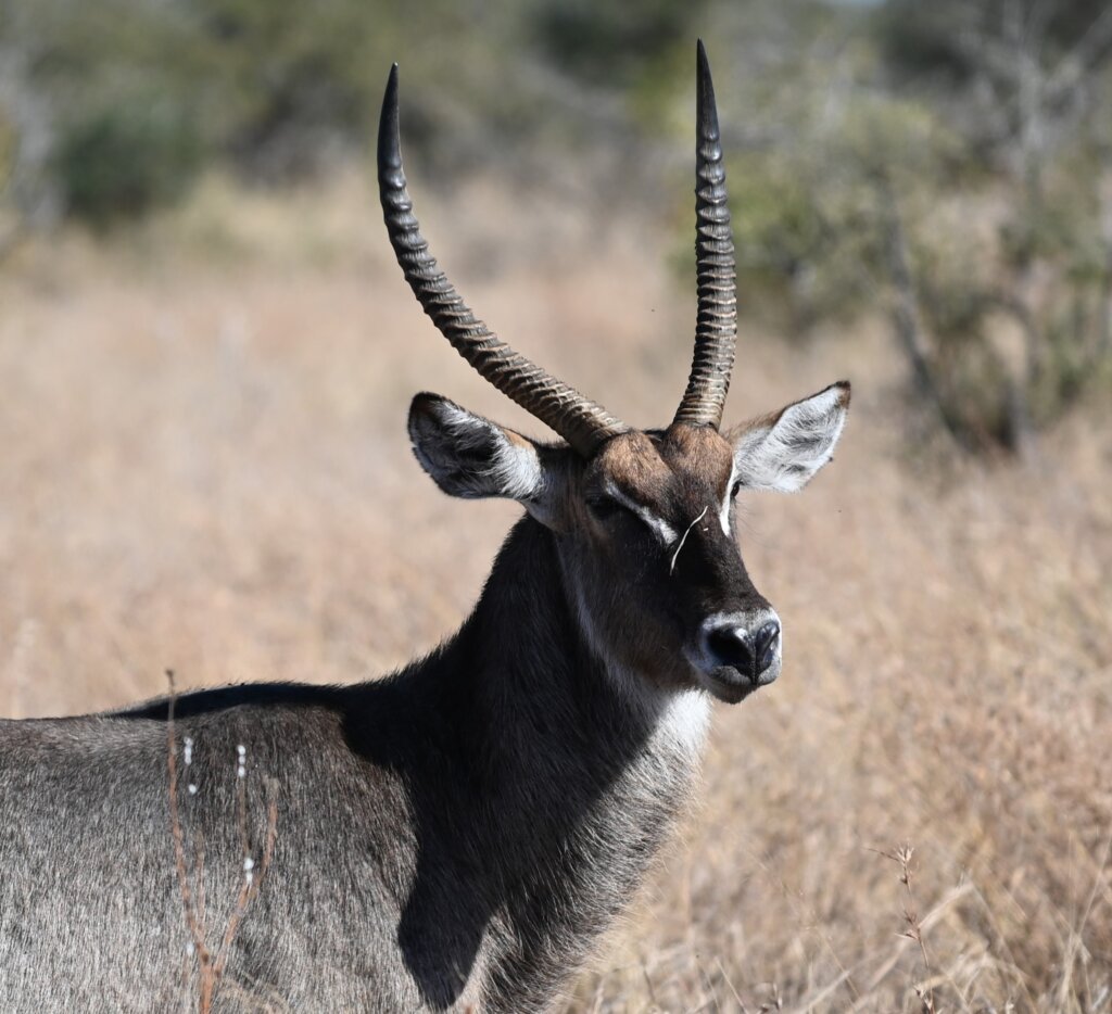 Self-drive safari in South Africa - Kruger National Park - Waterbuck