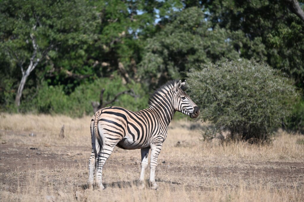 Self-drive safari in South Africa - Kruger National Park - Zebra