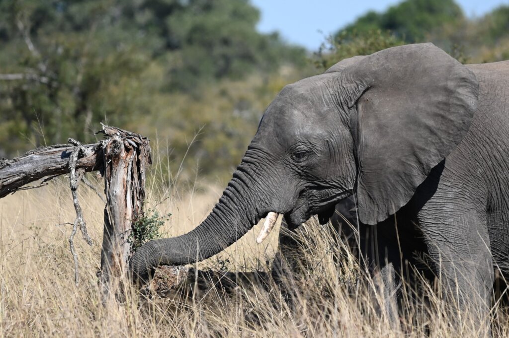 Self-drive safari South Africa - Young Elephant - Kruger National Park