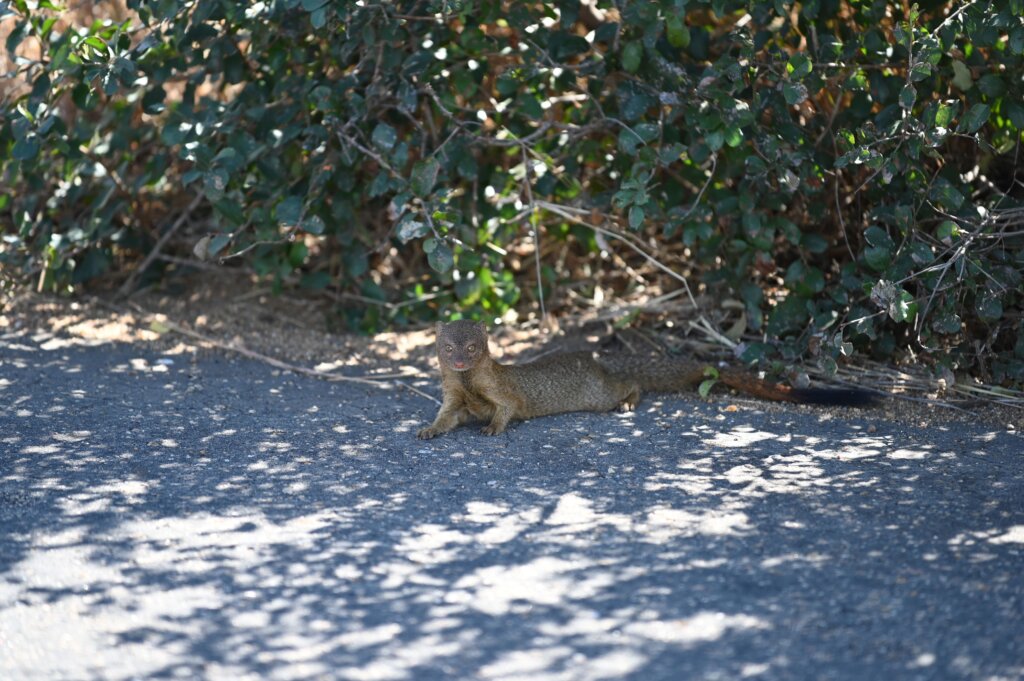 Self-Drive Safari South Africa - Kruger National Park - Mongoose