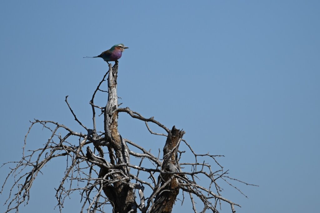 South Africa Safari