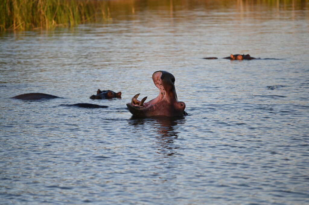 Sunset cruise - Isimangaliso -  Hippo