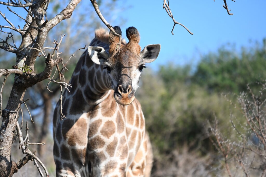 Giraffe - 10 day South Africa safari itinerary