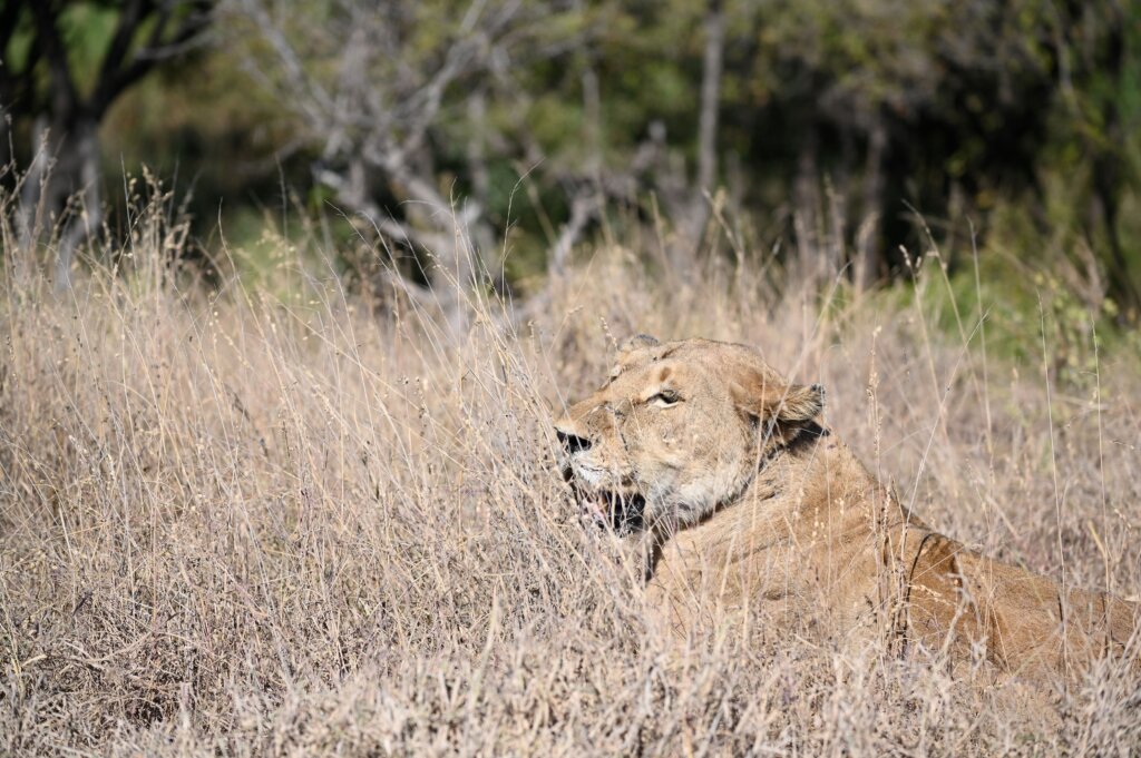 Lion in Kruger National Park