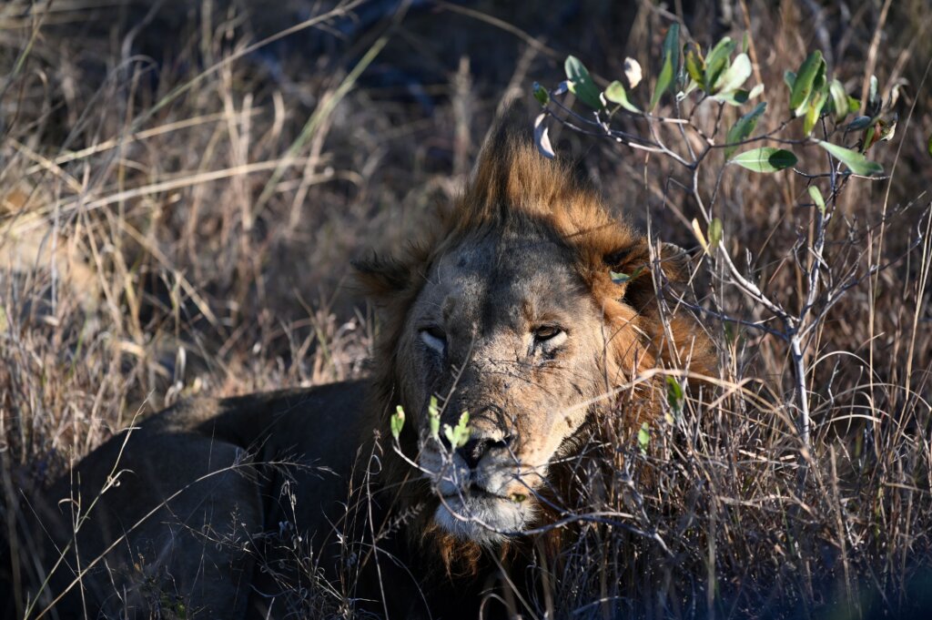 Lion - 10 day South Africa safari itinerary