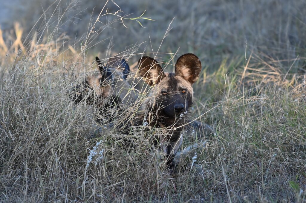 Wild dogs - Shimungwe Lodge - 10 day South Africa safari itinerary