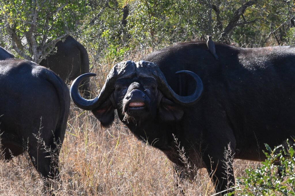 Cape Buffalo - 10 day South Africa safari itinerary