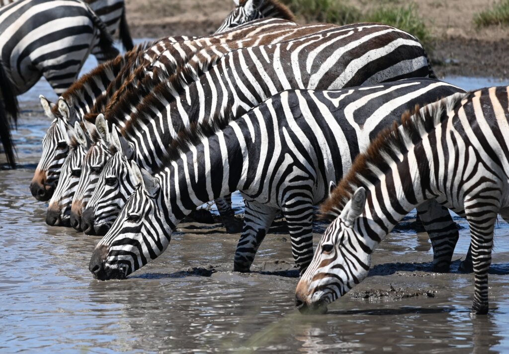 Safest countries in Africa for solo female travellers - Tanzania Safari - Zebras drinking water