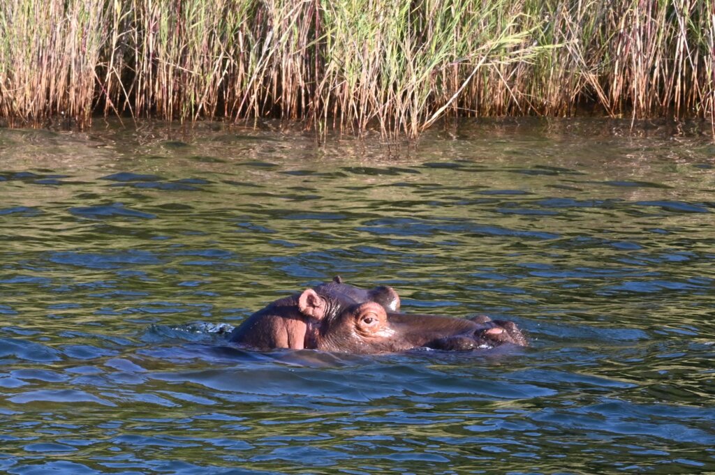 South Africa 14 Day Itinerary - iSimangaliso Wetland Park - Hippo Boat Tour