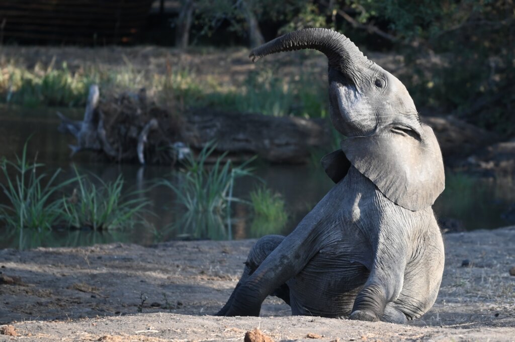 Baby Elephant - Timbavati Game Reserve