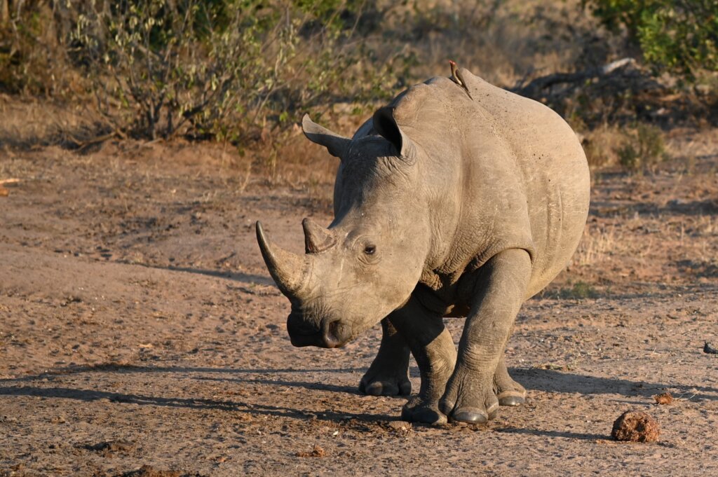 14 Day South Africa Itinerary - White Rhino - Timbavati Game Reserve