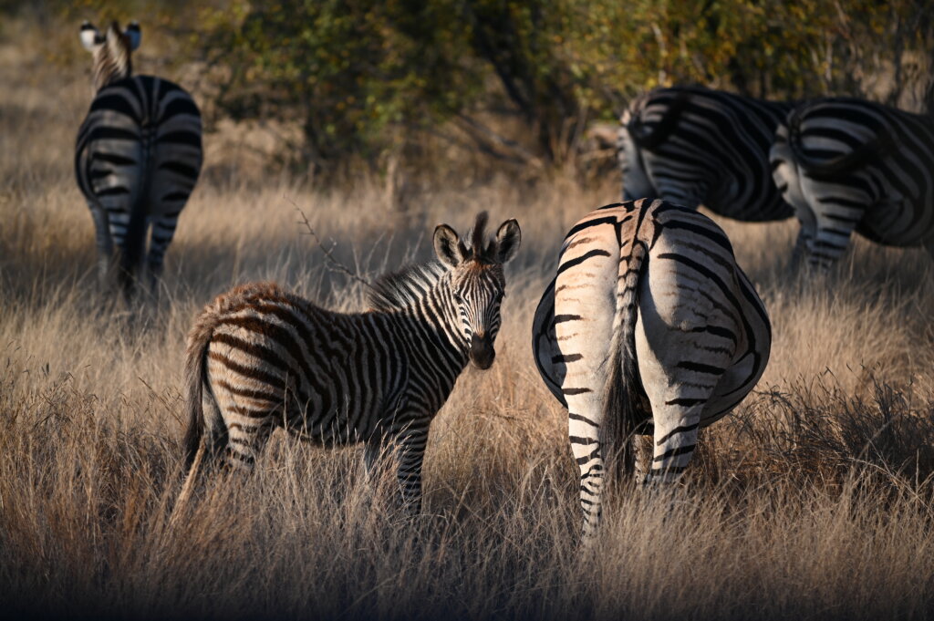 South Africa 14 Day Itinerary - Baby Zebra