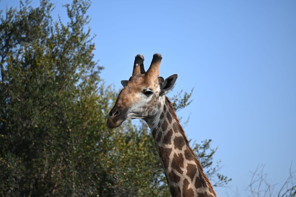 Giraffe - South Africa Safari