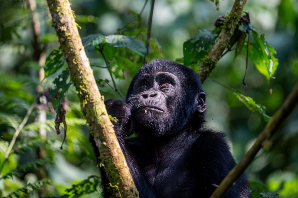 Uganda - Gorilla Tracking 