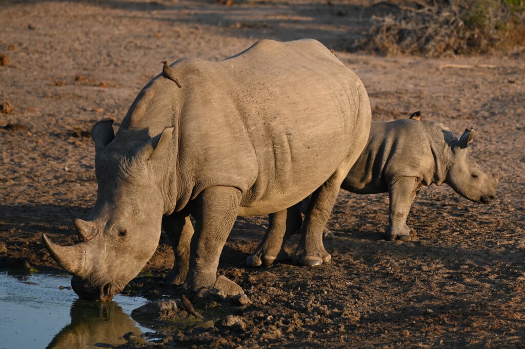 Rhinos - Tanda Tula - 10 day South Africa safari itinerary