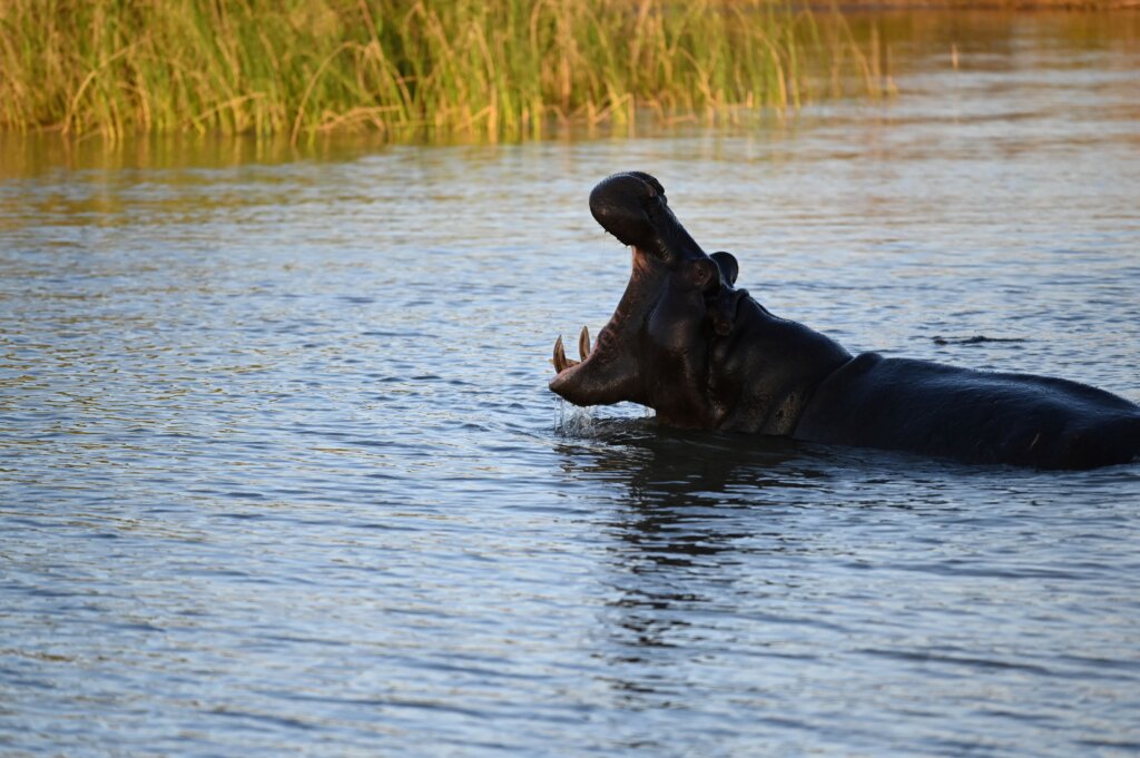 Yawning hippo - iSimangaliso Wetland Park - South Africa Safari